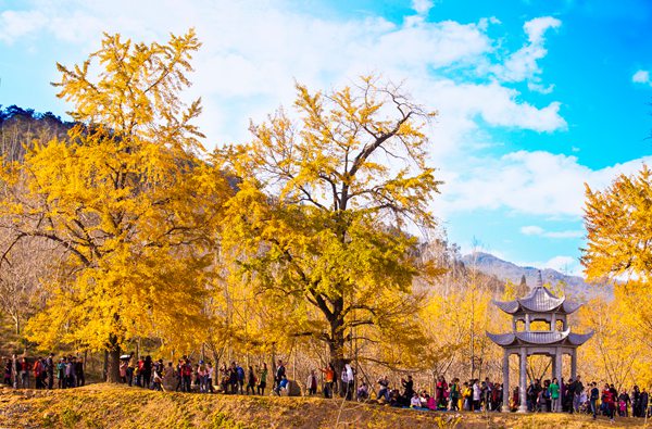 武漢拓展景區(qū)_隨州千年銀杏谷基地