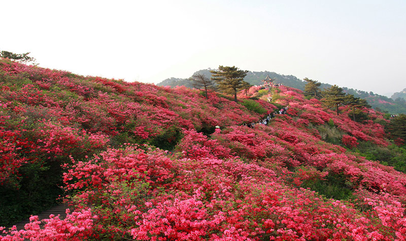 武漢拓展景區(qū)_黃岡麻城龜峰山基地